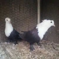 کل سفید مخمل کلاغ کربلایی