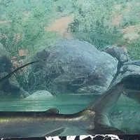 آکواریم و وسایل همراه با ماهی|ماهی|یزد, |دیوار