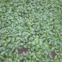 نهال گوجه فرنگی ،فلفل و...