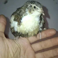 بلدرچین سالم و سرحال دونه ای ۲۰۰