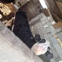 گوساله ماده|حیوانات مزرعه|شیراز, جرسقان|دیوار