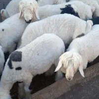 بره پرواری