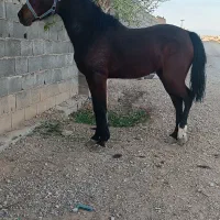 کره مادیان کورد