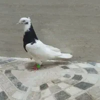کفتر