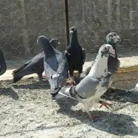 کفتر پلاکی سیاه گوره ای