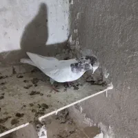 کبوتر تهرانی با نروماده طوقی
