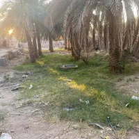 زمین و منزل خیابان حجت ۱۰ درخت خرما دو کله