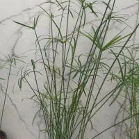 نخل مرداب و  گل یخ|گل مصنوعی|مشهد, رضاشهر|دیوار