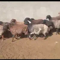 شیشک و میش بره دار و آبستن|حیوانات مزرعه|جوادآباد, |دیوار