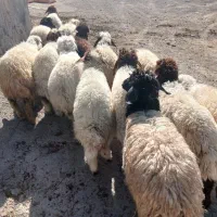 ۱۴ بره شیرمس مناسب پرواربندی کاور یکدست