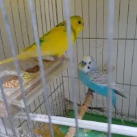 مرغ عشق تخمگذار