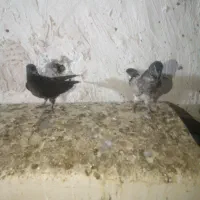 کبوتر|پرنده|آزادشهر, |دیوار