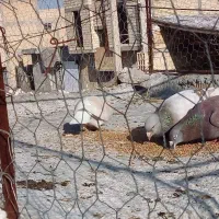 دوکبوتر‌نروماده