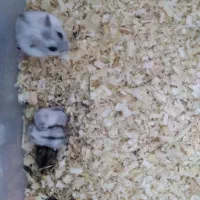 همستر|موش و خرگوش|شهریار, رزکان|دیوار