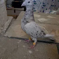 کبوتر نامه بر|پرنده|کنگاور, |دیوار