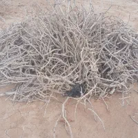 سرشاخه پسته