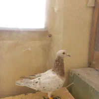 ۲ تا هفرنگ|پرنده|محمدیه-قزوین, |دیوار