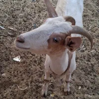 فروش بز