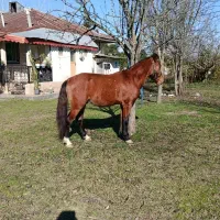 اسب ۵ سال کورسی|اسب و تجهیزات اسب‌سواری|ضیابر, |دیوار