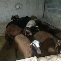 بره نر
