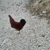 خروس|حیوانات مزرعه|قیدار, |دیوار