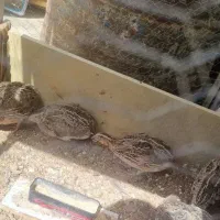 بلدرچین ماده