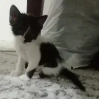 واگذاری بچه گربه