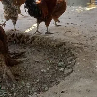 خروس|حیوانات مزرعه|مسجد سلیمان, |دیوار