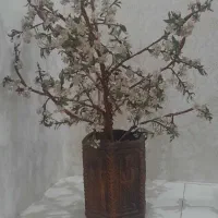 فروش گل وگلدون|گل مصنوعی|مشهد, فرودگاه|دیوار