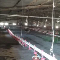 فروش دوسالن مرغداری