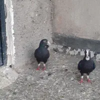 ۲جفت پلنگ با نرکلاغ دم