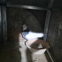 طوقی نرو ماده|پرنده|شیراز, رکن‌آباد|دیوار