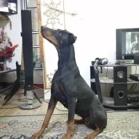 سگ دوبرمن مناسب نگهداری