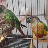 طوطی گرینچیک