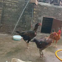 فروش مرغ لاری اصیل