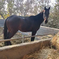 اسب نریون دخون