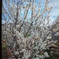 اجاره خانه ویلایی ۴۰ متری ۱ خوابه