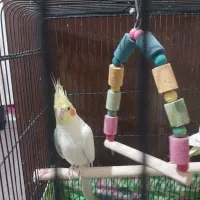 یک جفت هلندی