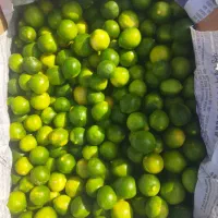 لیموترش درجه یم