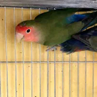 طوطی نر
