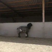 ...|حیوانات مزرعه|شیراز, کوشک بیدک|دیوار