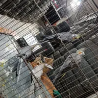 عروس هلندی باجوجه|پرنده|کرج, شهرک سهرابیه|دیوار