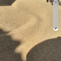 فروش ارزن|عمده‌فروشی|کوهدشت, |دیوار