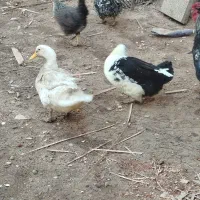 خروس و اردک