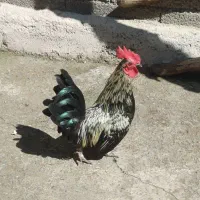 خروس جاپینز وجوجه