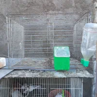 قفس کبوتر وجفتگاه