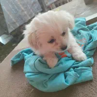 سگ اشپیز‌ پاکوتا