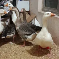 قو غاز|حیوانات مزرعه|ارومیه, |دیوار