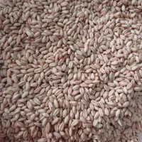 گندم اصلاح شده