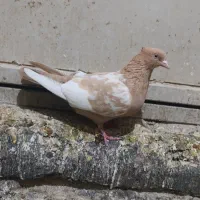 کبوتر نر و ماده|پرنده|فسا, |دیوار